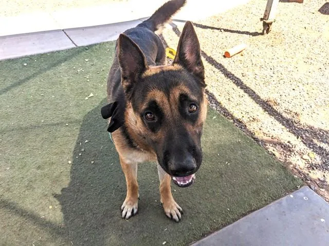 An adult large-sized male German Shepherd Dog dog named Grover for adoption in Phoenix, AZ