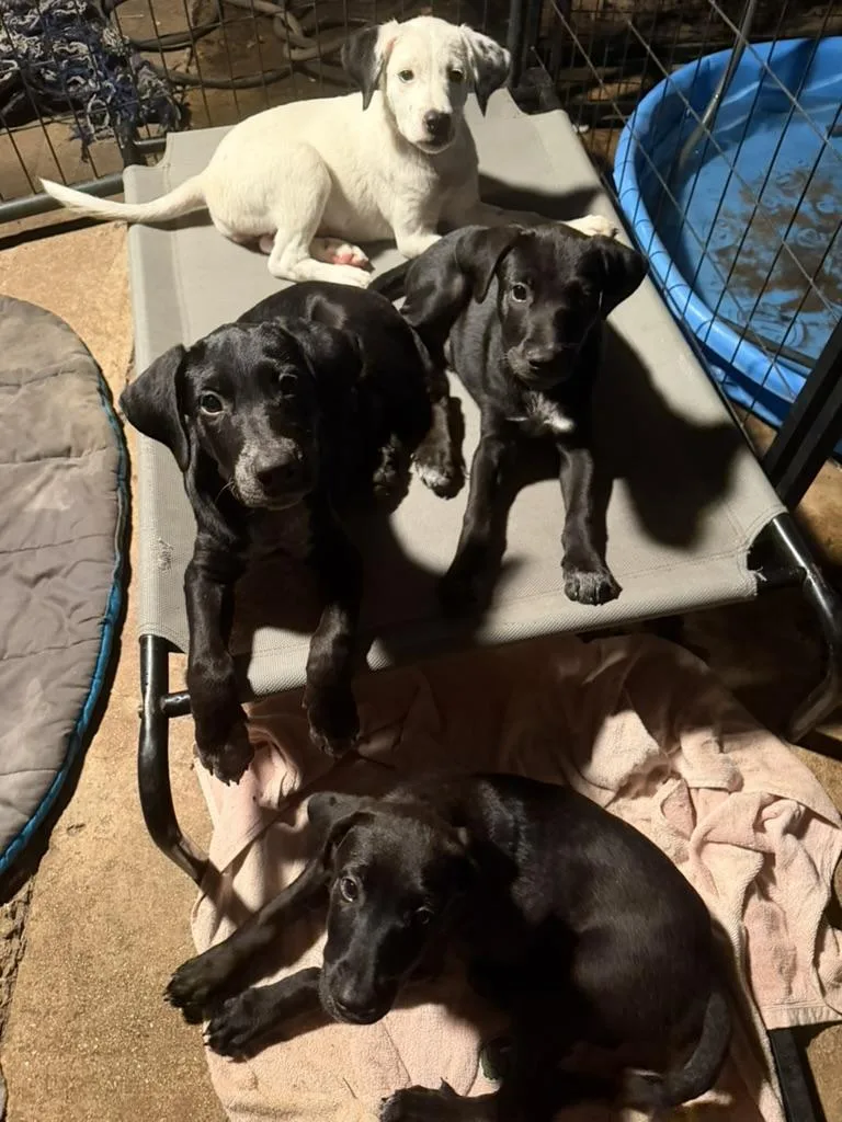 A young medium-sized male Black Labrador Retriever dog named Chip for adoption in Dale, TX