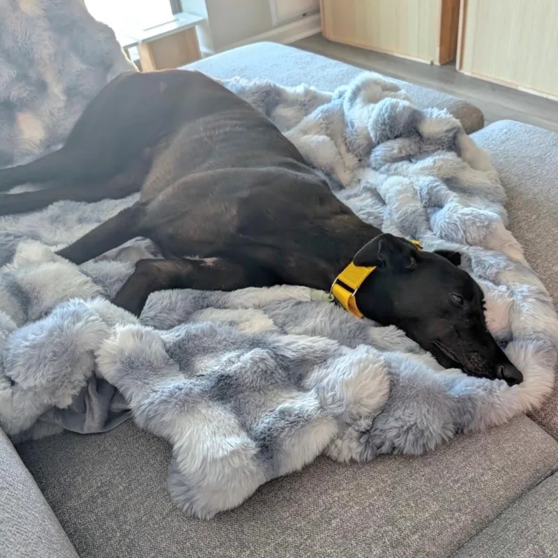 An adult large-sized male Greyhound dog named Peaceful Ruler for adoption in Tarpon Springs, FL