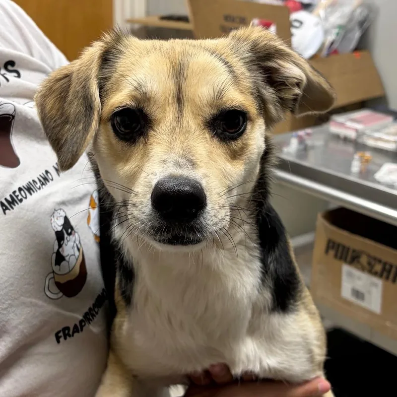 An adult small-sized female Black Beagle dog named Nala for adoption in Laredo, TX