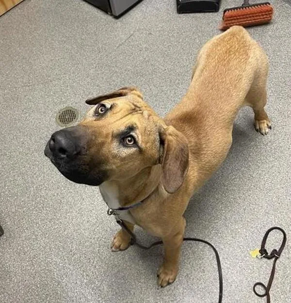 A young medium-sized male Presa Canario dog named Ghost for adoption in Escondido, CA