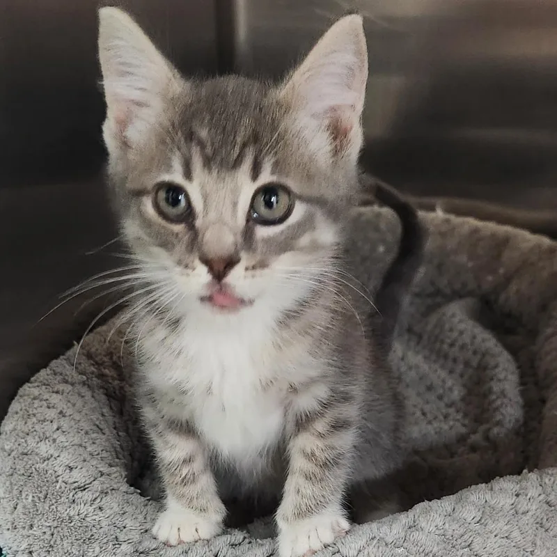 A baby small-sized male Gray / Blue / Silver Domestic Short Hair cat named Dylan K for adoption in Corsicana, TX