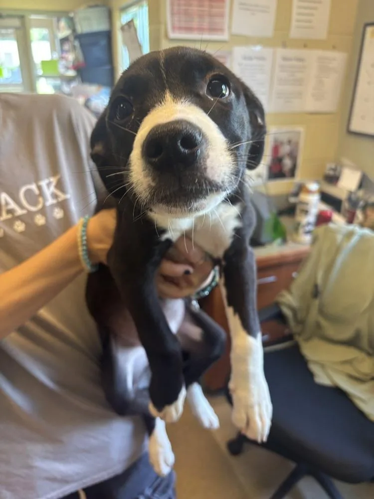 A baby small-sized female Tricolor (Brown, Black, & White) American Staffordshire Terrier dog named Wonda for adoption in Kalamazoo, MI