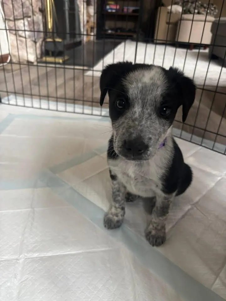 A baby large-sized female Australian Cattle Dog / Blue Heeler dog named Spex for adoption in Berlin, NJ