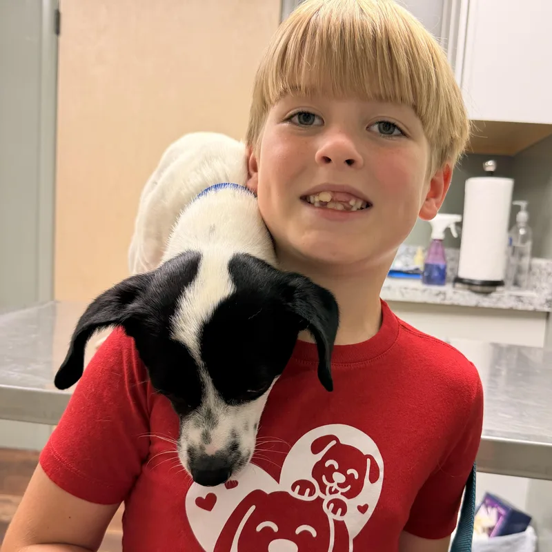 A young small-sized male Black Chihuahua dog named Bandit for adoption in Warrior, AL