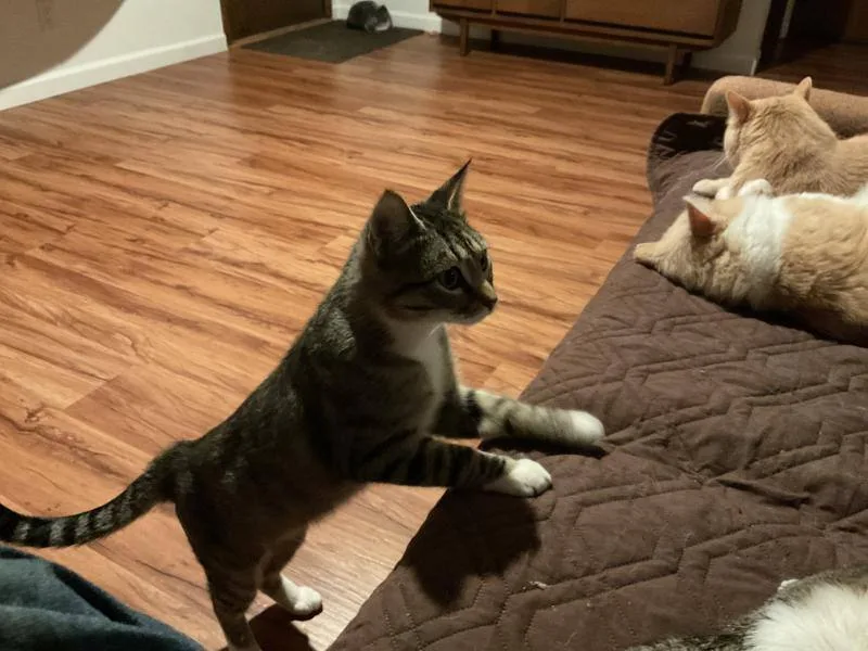 Jax & Jace thumbnail 4