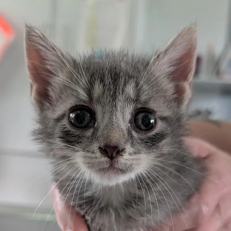 A baby small-sized male Gray / Blue / Silver Domestic Short Hair cat named Pop for adoption in Chapel Hill, NC