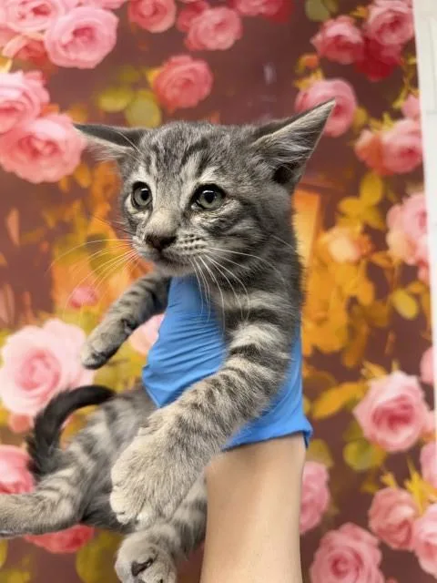 A baby small-sized male Domestic Short Hair cat named Mufasa for adoption in San Bernardino, CA