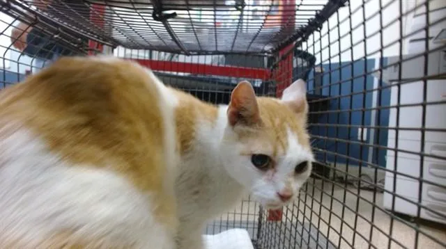 A young small-sized male Domestic Short Hair cat named Buddy for adoption in Miami, FL