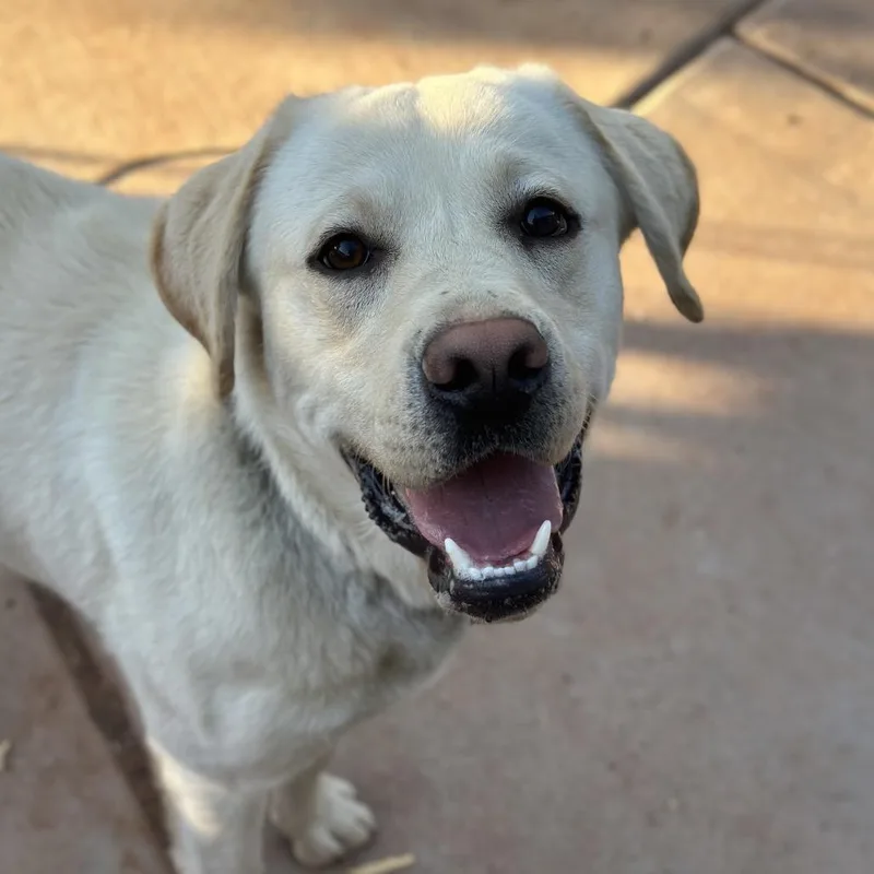 A young large-sized male Yellow / Tan / Blond / Fawn Yellow Labrador Retriever dog named Joey for adoption in Kanab, UT
