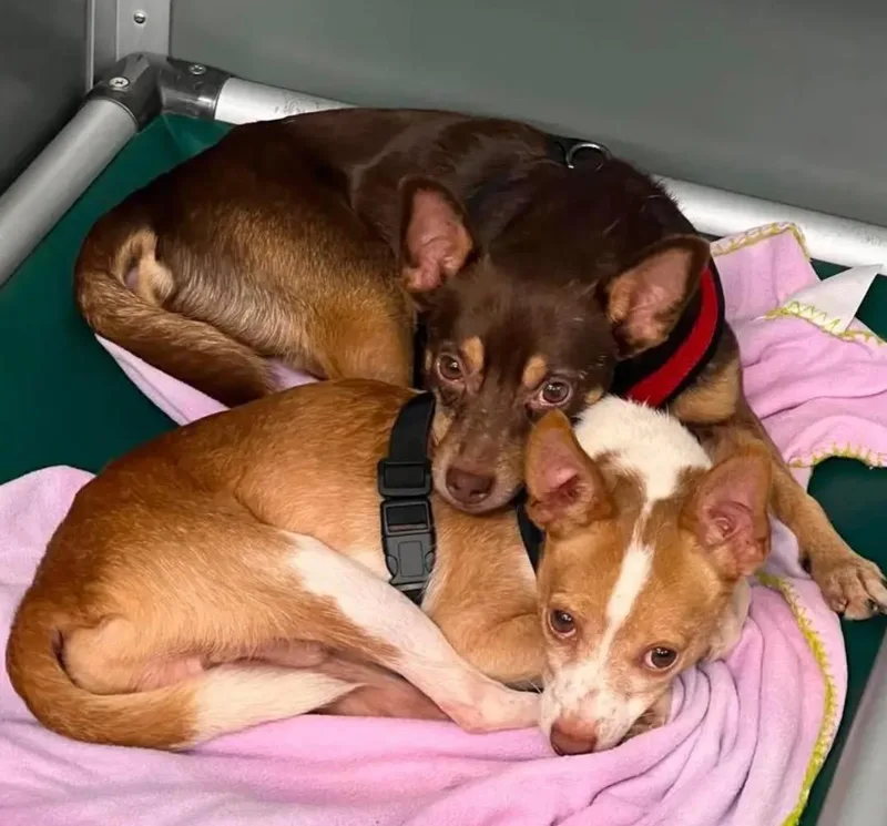 An adult small-sized male Brown / Chocolate Chihuahua dog named Kylo & Deke for adoption in Marseilles, IL