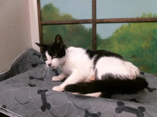 An adult small-sized female Domestic Short Hair cat named Momma for adoption in Houston, TX