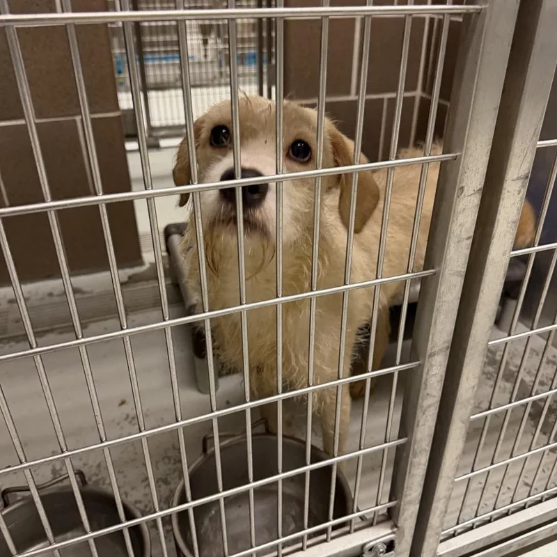 An adult medium-sized male Terrier dog named Legacy for adoption in Northbrook, IL