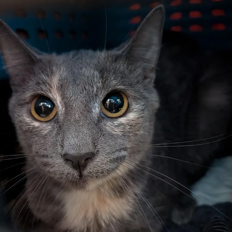 A young medium-sized female Domestic Short Hair cat named Mable for adoption in Fairport, NY
