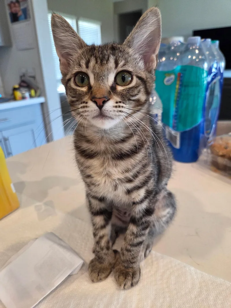 A baby small-sized female Tabby (Brown / Chocolate) Domestic Short Hair cat named Toedad for adoption in Youngtown, AZ