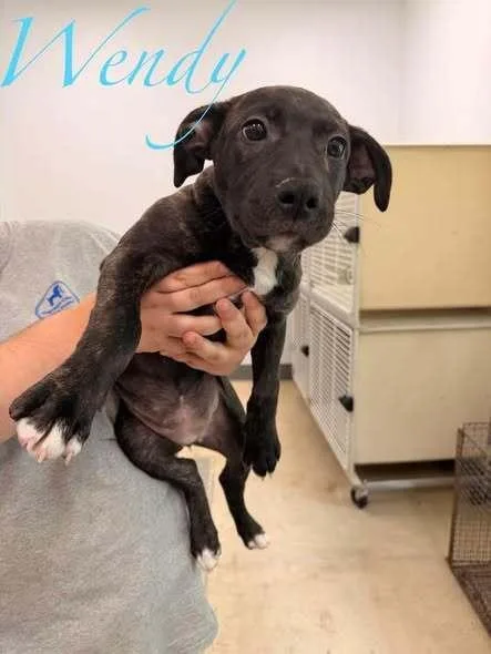 A baby small-sized female Brindle Mixed Breed dog named Windy for adoption in Hillsboro, OH