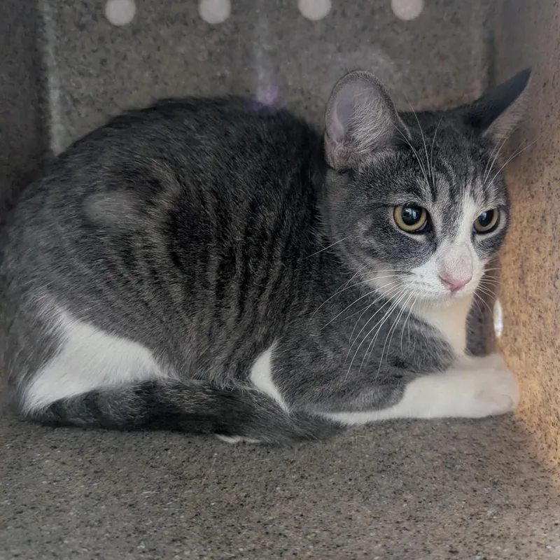 A young small-sized female Gray / Blue / Silver Domestic Short Hair cat named Jean Grey for adoption in Reno, NV