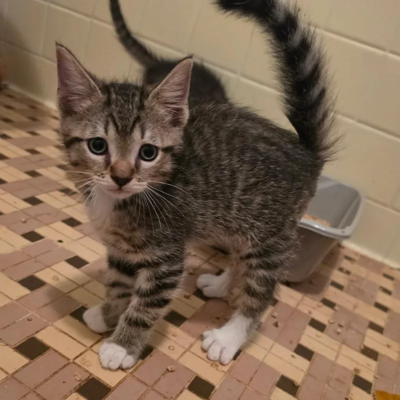 A baby small-sized male Brown / Chocolate Domestic Short Hair cat named Apollo for adoption in Melrose, FL