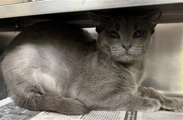 A young medium-sized female Domestic Short Hair cat named Floss for adoption in Aurora, IL