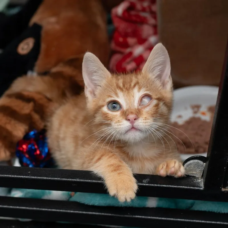 A baby small-sized male Domestic Short Hair cat named Owen for adoption in Los Angeles, CA