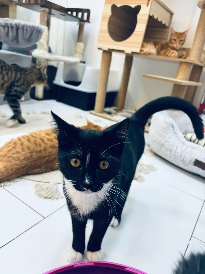 A young small-sized male Domestic Short Hair cat named Wesley for adoption in chino, CA