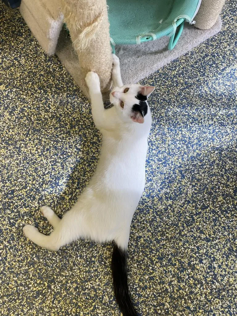 Mckinnon thumbnail 2