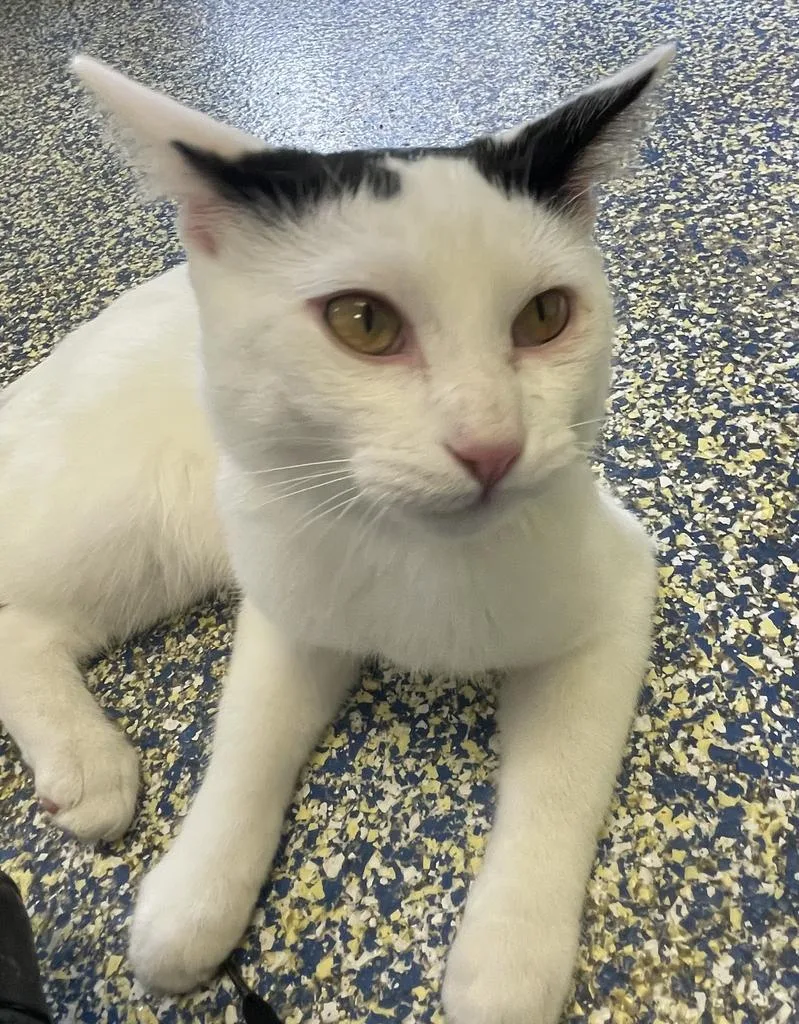 Mckinnon thumbnail 4