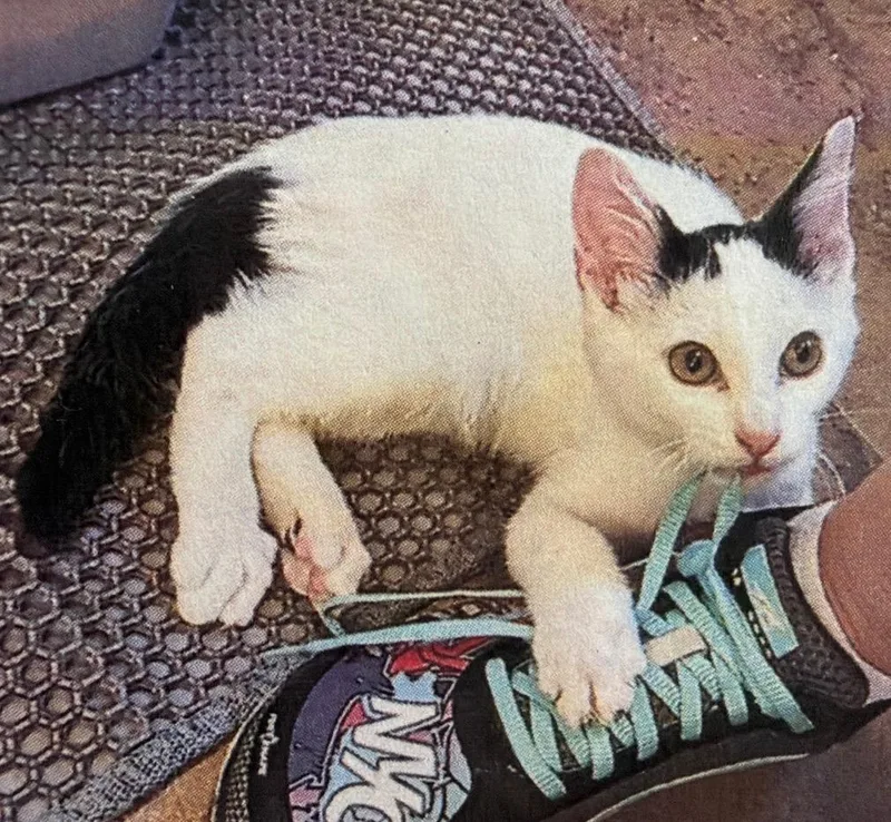 Mckinnon thumbnail 5