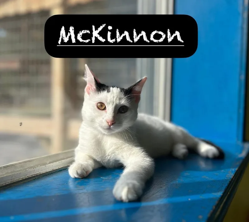 Mckinnon thumbnail 6