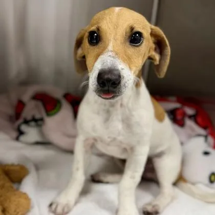 A baby small-sized male White / Cream Jack Russell Terrier dog named Blanket for adoption in Atlanta, GA