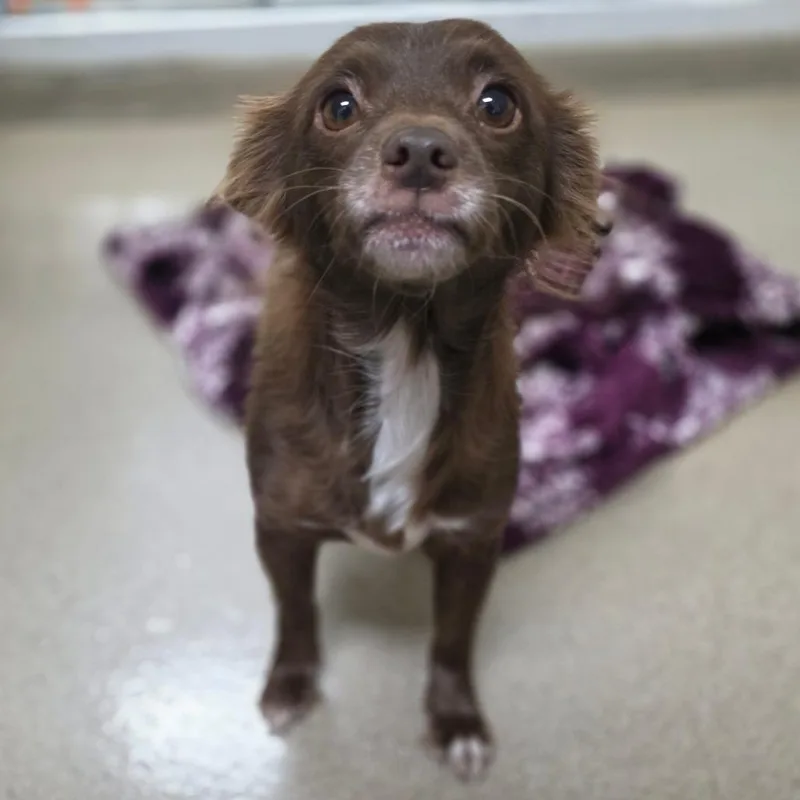 An adult small-sized female Chihuahua dog named Mousie for adoption in Chatham, VA