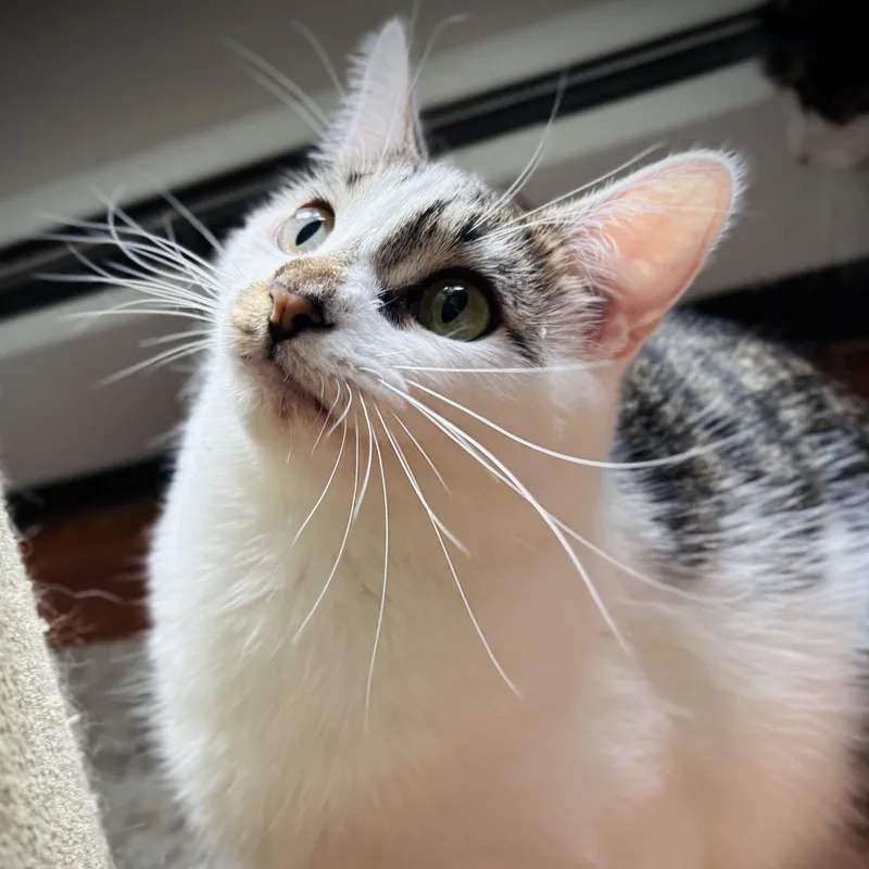 A baby medium-sized female Gray & White Domestic Short Hair cat named Jenna for adoption in Buffalo, NY