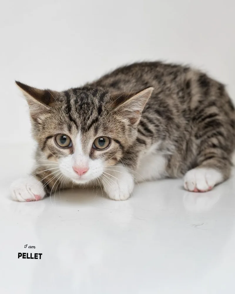 A baby small-sized male Domestic Short Hair cat named Pellet for adoption in Boone, IA