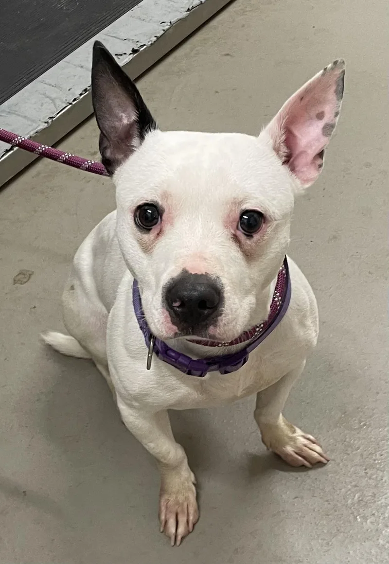 A young small-sized male White / Cream American Staffordshire Terrier dog named Tater Hold for adoption in Canton, OH