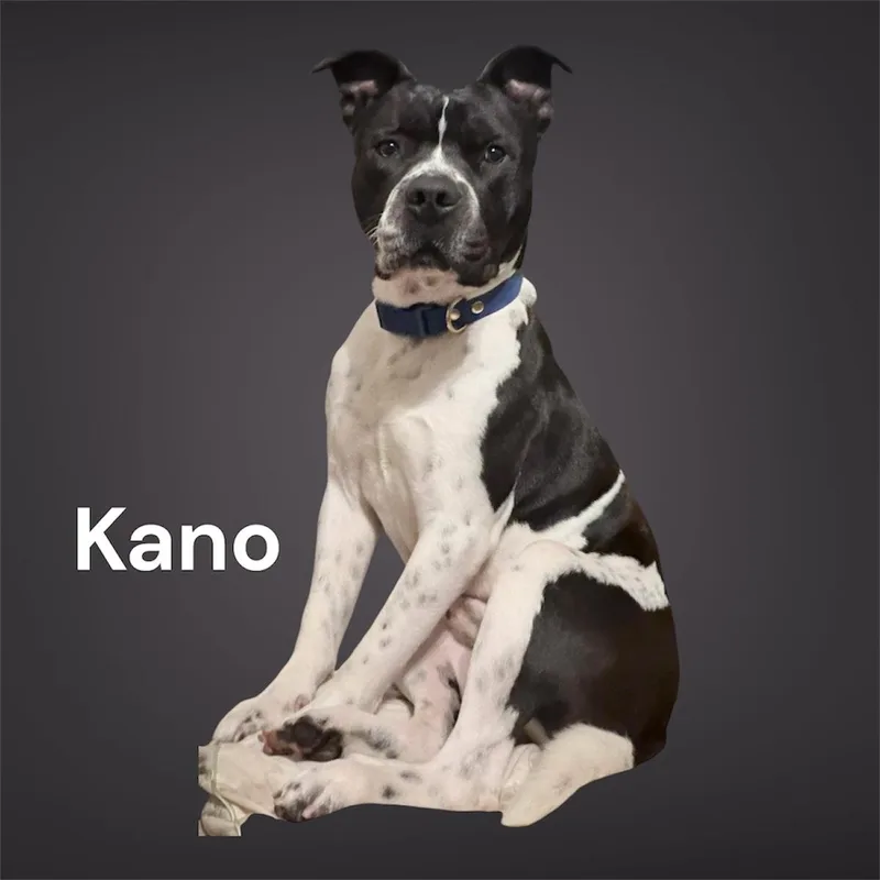 Kano thumbnail 3