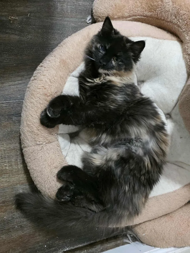 Furnanda thumbnail 2