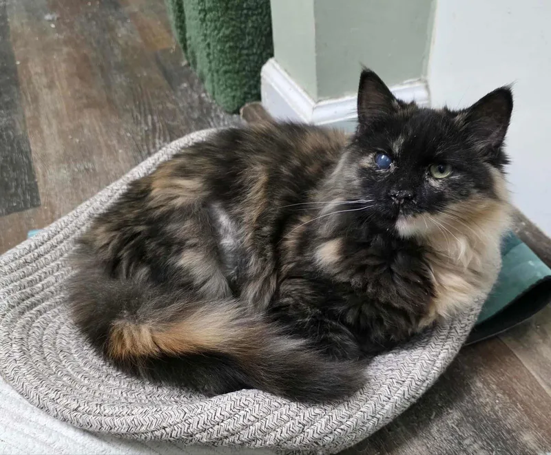 Furnanda thumbnail 3