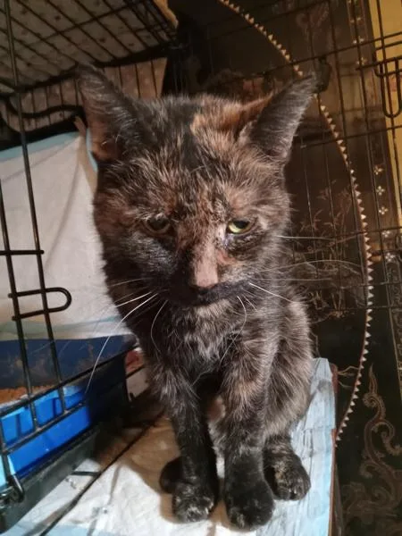 Marble Cake thumbnail 3