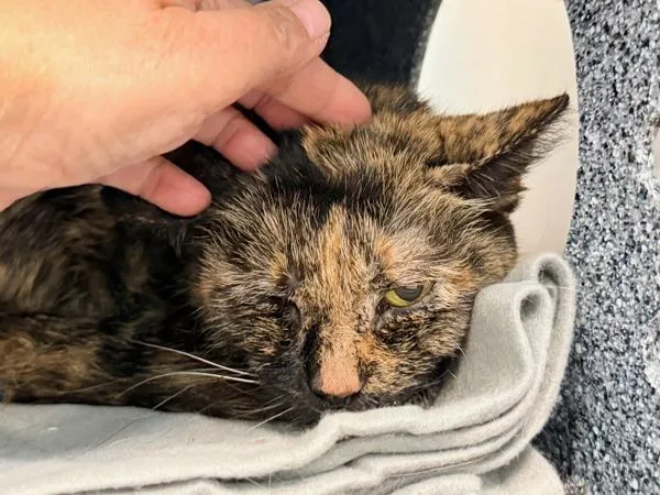 Marble Cake thumbnail 4