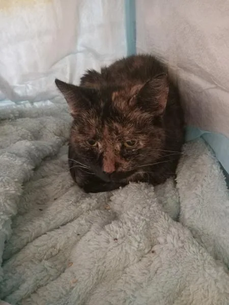 Marble Cake thumbnail 5