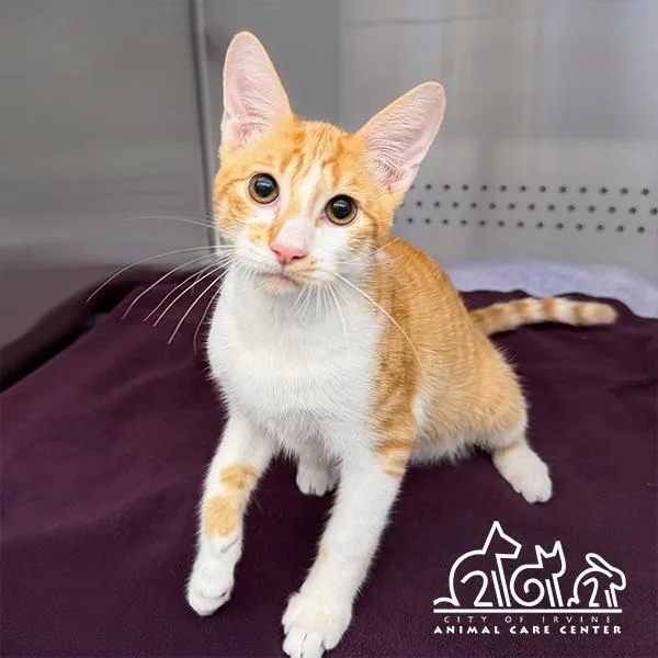 A baby small-sized male Domestic Short Hair cat named Ringo for adoption in Irvine, CA