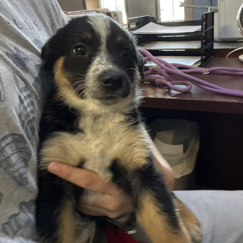 A baby medium-sized female Black Cattle Dog dog named Astraea for adoption in Casa Grande, AZ