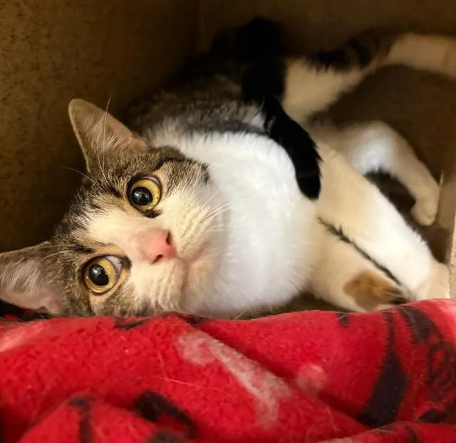 A young small-sized female Domestic Short Hair cat named Louise for adoption in West Valley City, UT