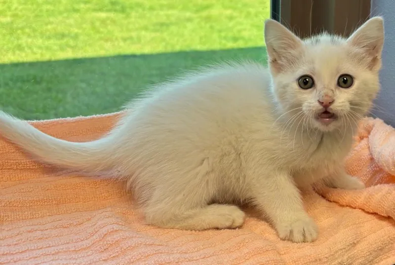 A baby medium-sized female Domestic Short Hair cat named Morgen for adoption in Little Rock, AR