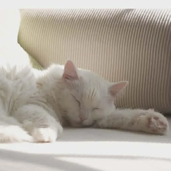 A senior large-sized female White Domestic Short Hair cat named Angel for adoption in Buffalo, MN