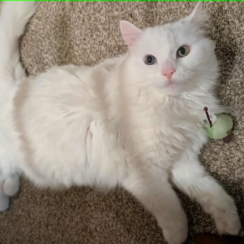 Angel thumbnail 5