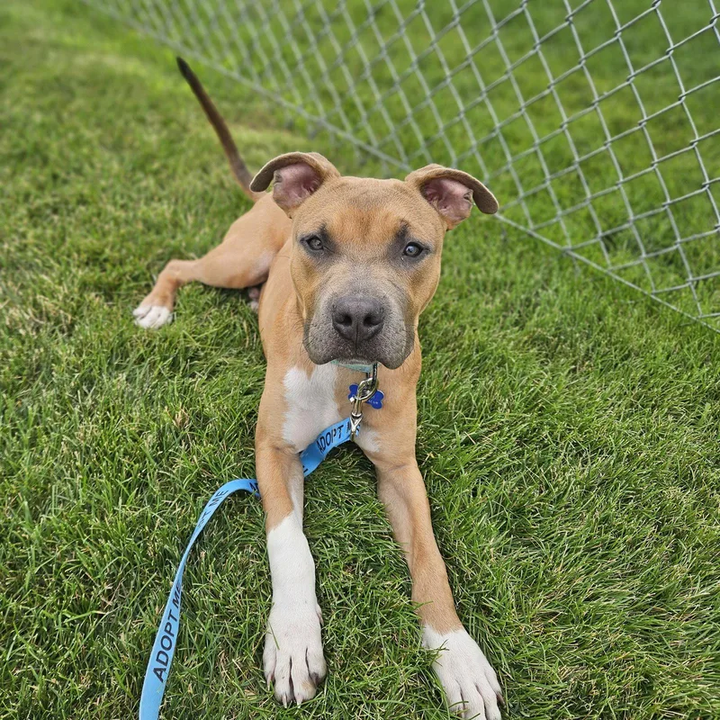 A young medium-sized male Pit Bull Terrier dog named Nitro for adoption in Fargo, ND