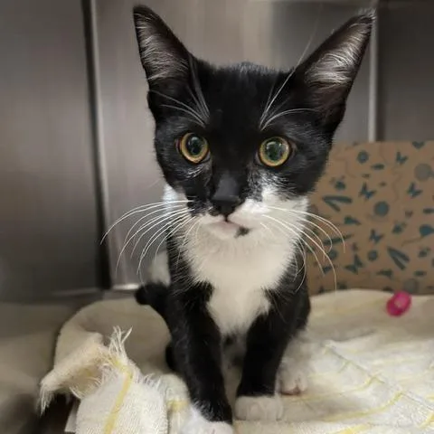 A baby small-sized female Black Domestic Short Hair cat named Birdie for adoption in Santa Barbara, CA