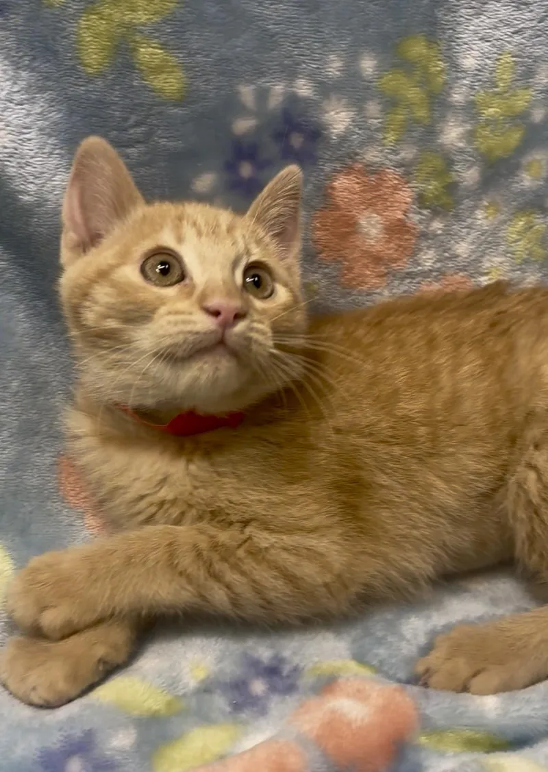 A baby medium-sized female Tabby (Orange / Red) Domestic Short Hair cat named Brie for adoption in Payson, AZ