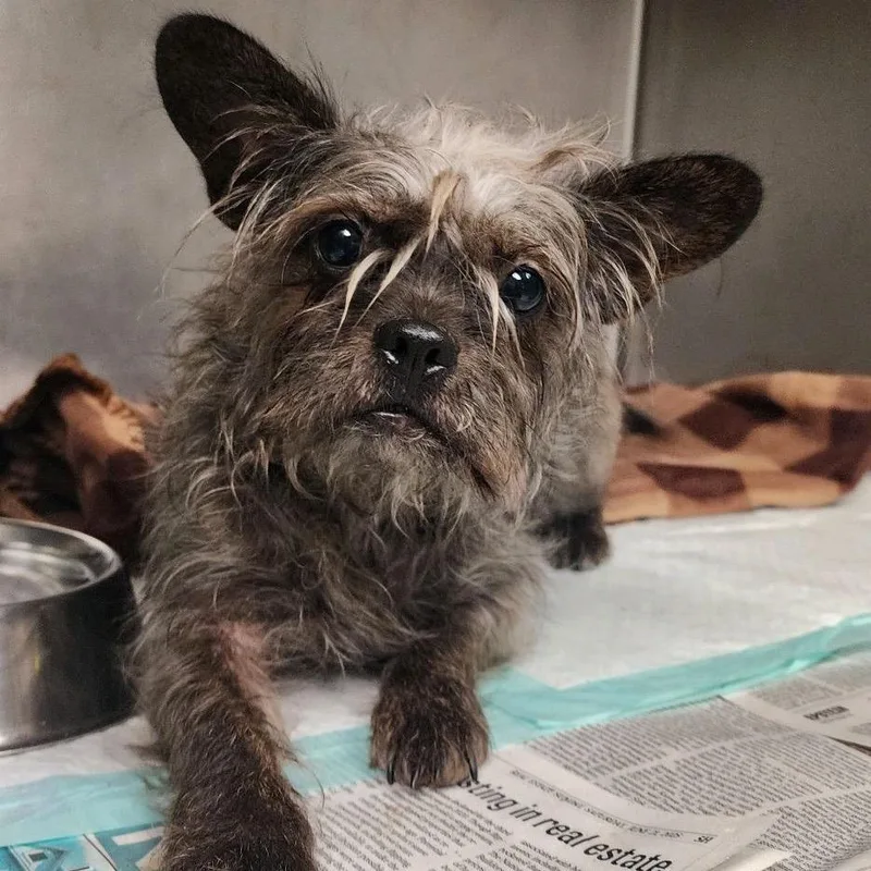 An adult small-sized female Gray / Blue / Silver Mixed Breed dog named Toto for adoption in Charleston, WV